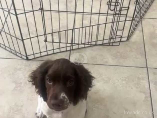 3 month English springer for sale in Ramsgate, Kent