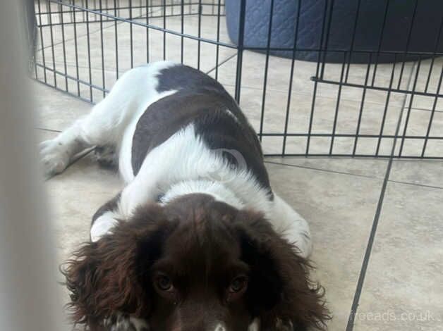 3 month English springer for sale in Ramsgate, Kent - Image 2