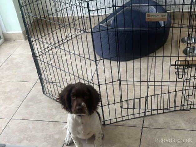 3 month English springer for sale in Ramsgate, Kent - Image 3