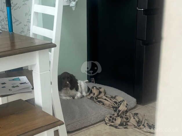 3 month English springer for sale in Ramsgate, Kent - Image 4