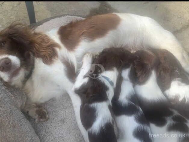 3 month English springer for sale in Ramsgate, Kent - Image 5