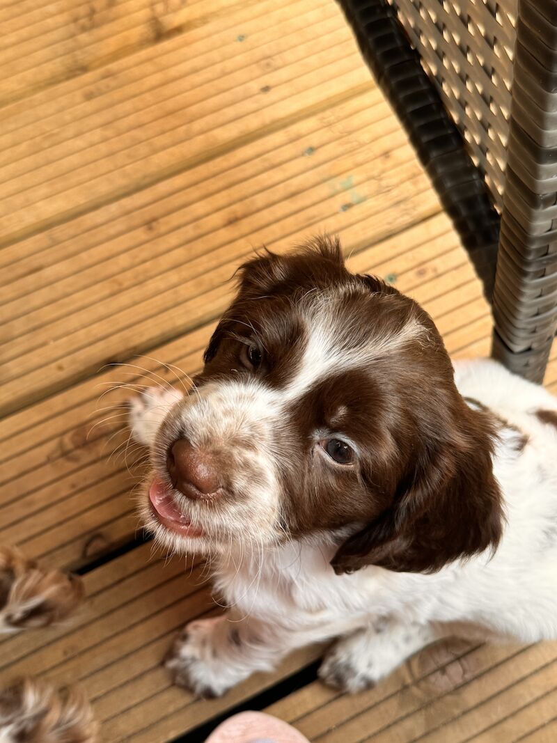 3 Springer Spaniel Boys for sale in Harlow, Essex - Image 1