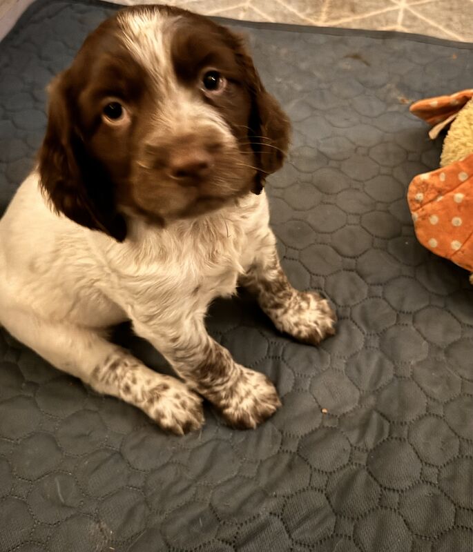 3 Springer Spaniel Boys for sale in Harlow, Essex - Image 2