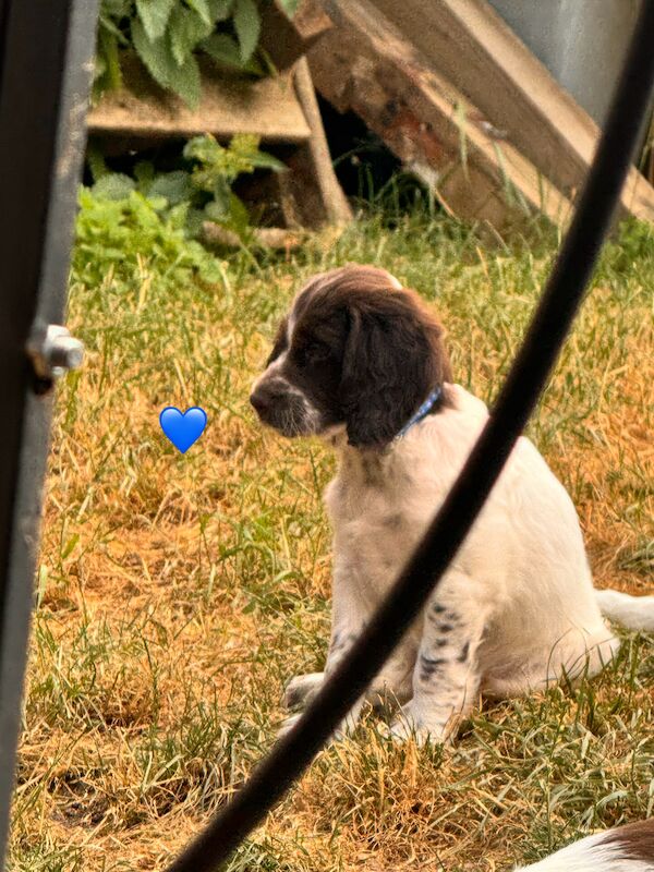 3 Springer Spaniel Boys for sale in Harlow, Essex - Image 3