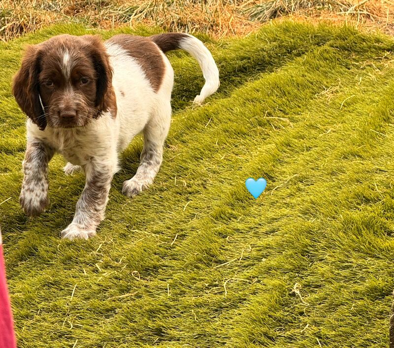 3 Springer Spaniel Boys for sale in Harlow, Essex - Image 4