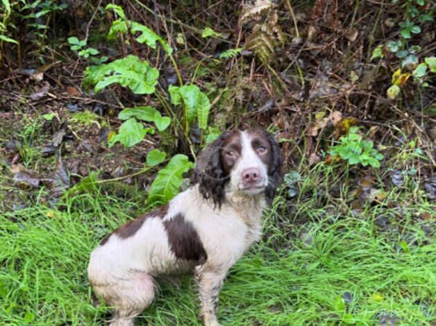 3 year old ess bitch for sale in Penrhyndeudraeth, Gwynedd