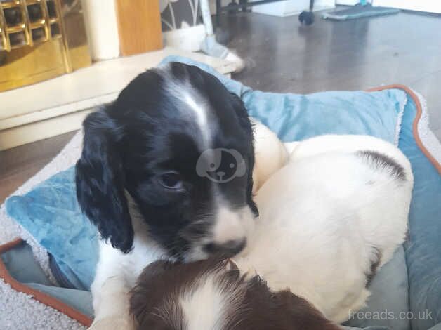 Kennel Club Registered Springer Spaniel Puppies For Sale