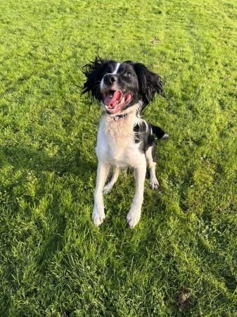 3yo springer spaniel male for sale in Okehampton, Devon