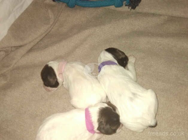 3 beautiful puppys left for sale in Brierley Hill, West Midlands - Image 2