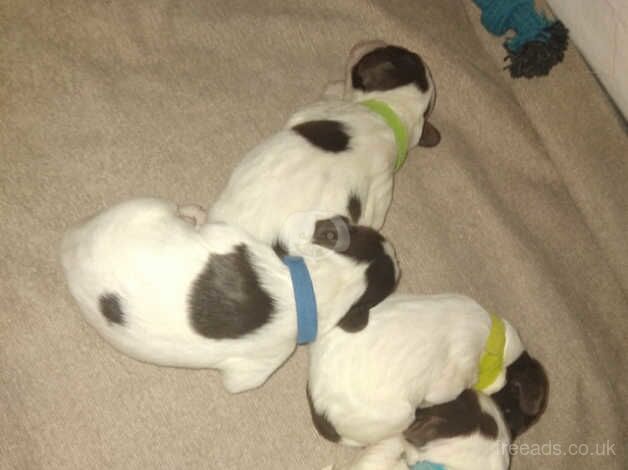 3 beautiful puppys left for sale in Brierley Hill, West Midlands - Image 3