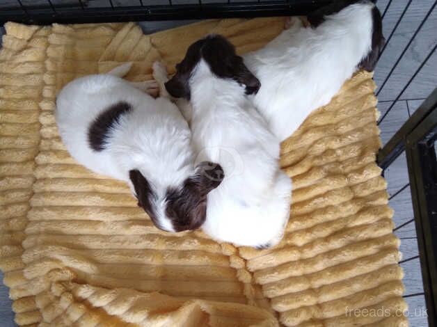 3 beautiful puppys left for sale in Brierley Hill, West Midlands - Image 5