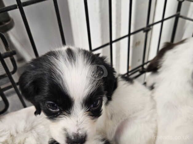 4 Beautiful Springer Spaniel puppies for sale in Newbiggin-by-the-Sea, Northumberland - Image 1