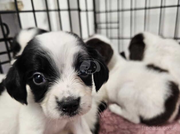 4 Beautiful Springer Spaniel puppies for sale in Newbiggin-by-the-Sea, Northumberland - Image 2