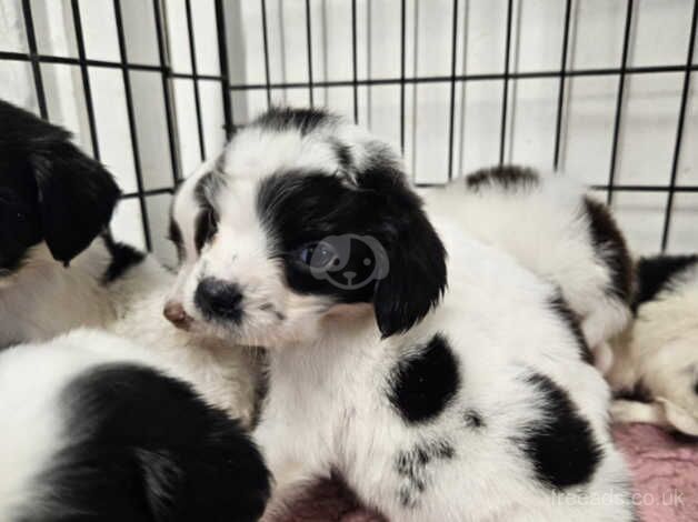 4 Beautiful Springer Spaniel puppies for sale in Newbiggin-by-the-Sea, Northumberland - Image 3