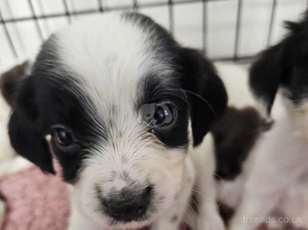 4 Beautiful Springer Spaniel puppies for sale in Newbiggin-by-the-Sea, Northumberland - Image 4