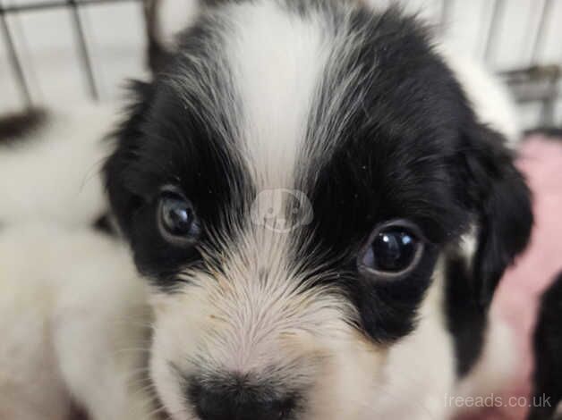 4 Beautiful Springer Spaniel puppies for sale in Newbiggin-by-the-Sea, Northumberland - Image 5