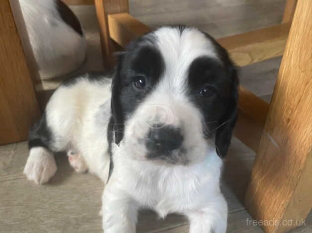 4 male Springer Spaniels for sale in Bala, Gwynedd