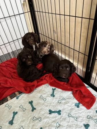 4 puppies looking for their new homes. for sale in Charlwood, Surrey