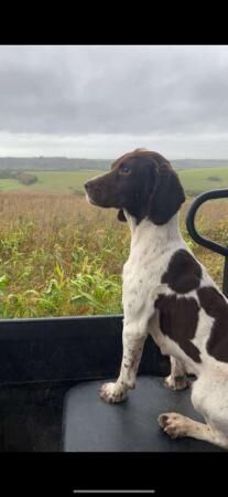 4 week old Springador Puppies for sale in Worthing, West Sussex