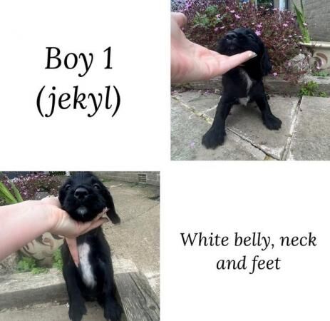 4 week old sprocker spaniel pups for sale in Leeds, West Yorkshire - Image 3