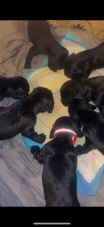 4 week old sprocker spaniel pups for sale in Leeds, West Yorkshire - Image 4