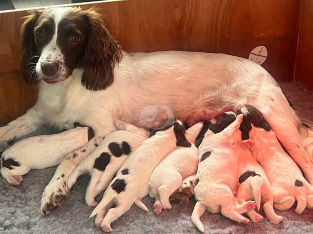 5 Liver & White Kennel Club registered puppies for sale (6 weeks old) in Antrim for sale in Antrim