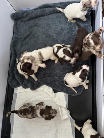 5 weeks old springer spaniels merles for sale in New England, Somerset - Image 1