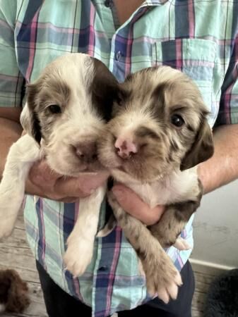 5 weeks old springer spaniels merles for sale in New England, Somerset - Image 2