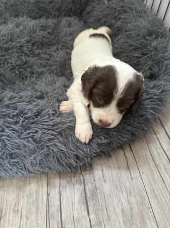 5 weeks old springer spaniels merles for sale in New England, Somerset - Image 3