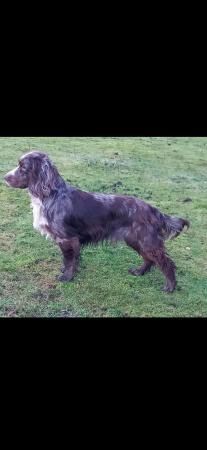 5 weeks old springer spaniels merles for sale in New England, Somerset - Image 4