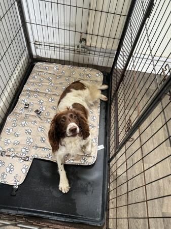 5 weeks old springer spaniels merles for sale in New England, Somerset - Image 5