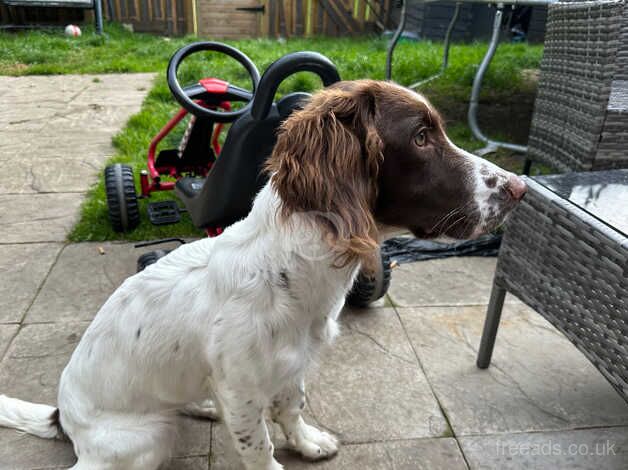 6mth old springer spaniel for sale in South Queensferry, Edinburgh