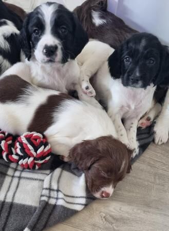7 Beautiful Springer Spaniel Puppies for sale in Maidstone, Kent - Image 1