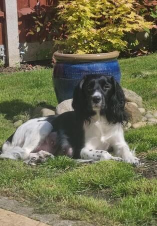 7 Beautiful Springer Spaniel Puppies for sale in Maidstone, Kent - Image 2