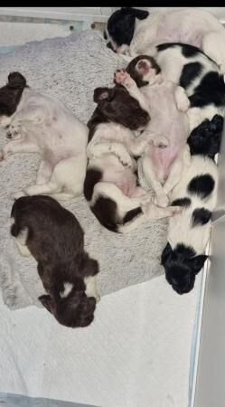 7 Beautiful Springer Spaniel Puppies for sale in Maidstone, Kent - Image 3