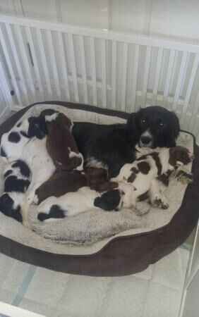 7 Beautiful Springer Spaniel Puppies for sale in Maidstone, Kent - Image 5