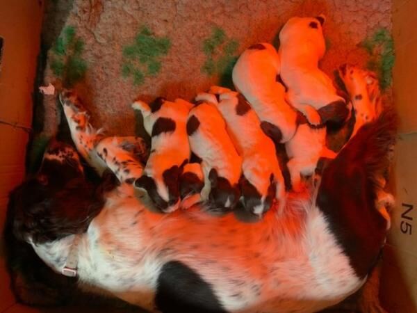7 Beautifully Working Bred KC Reg ESS Puppies for sale in Nuneaton, Warwickshire - Image 1