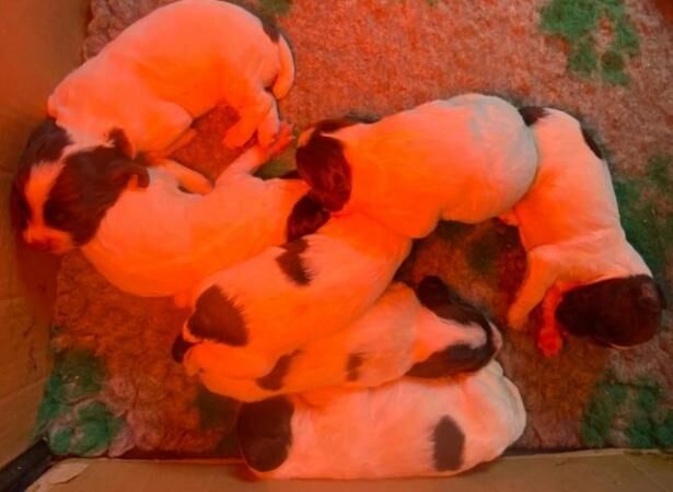 7 Beautifully Working Bred KC Reg ESS Puppies for sale in Nuneaton, Warwickshire - Image 2