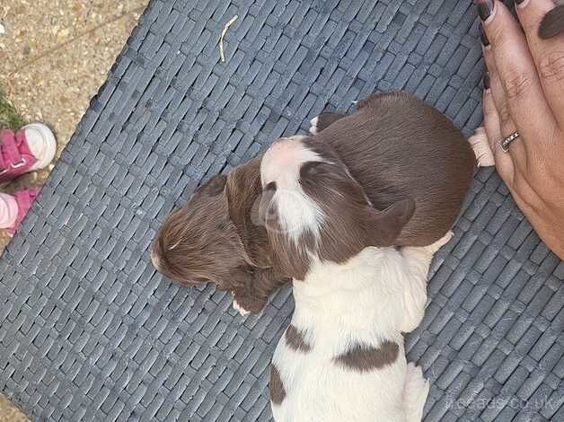 7 English springer pups for sale in Dereham, Norfolk