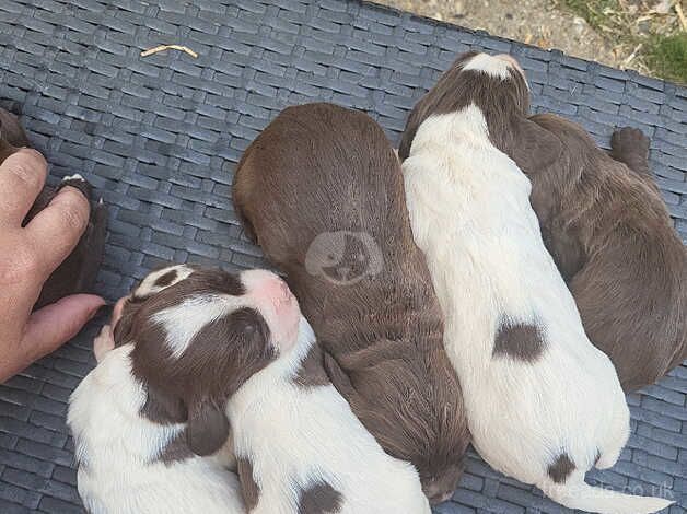 7 English springer pups for sale in Dereham, Norfolk - Image 2