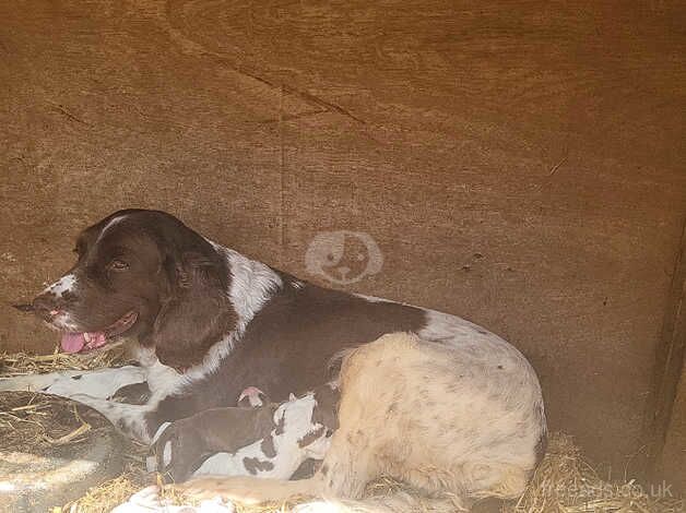 7 English springer pups for sale in Dereham, Norfolk - Image 3