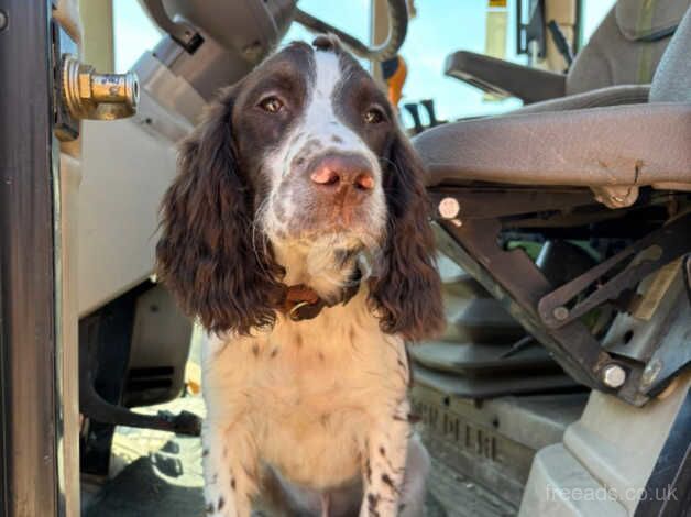 7 month old English springer spaniel male for sale in Thetford, Lincolnshire