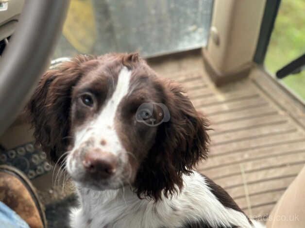 7 month old English springer spaniel male for sale in Thetford, Lincolnshire - Image 2