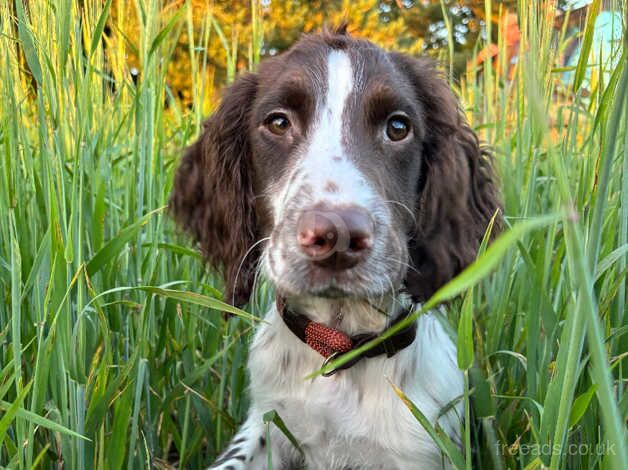 7 month old English springer spaniel male for sale in Thetford, Lincolnshire - Image 3