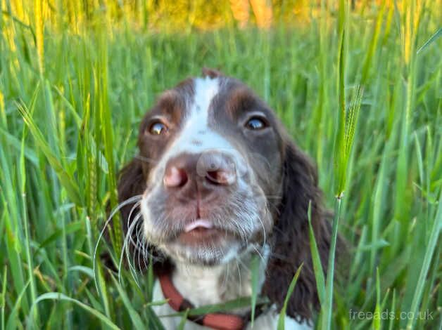 7 month old English springer spaniel male for sale in Thetford, Lincolnshire - Image 4