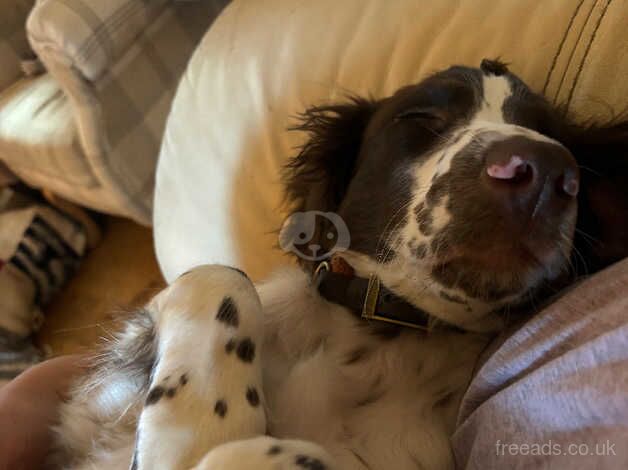 7 month old English springer spaniel male for sale in Thetford, Lincolnshire - Image 5