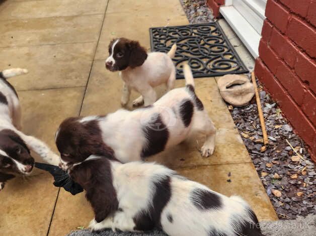 7 springer spaniel pups for sale in Glasgow, Glasgow City