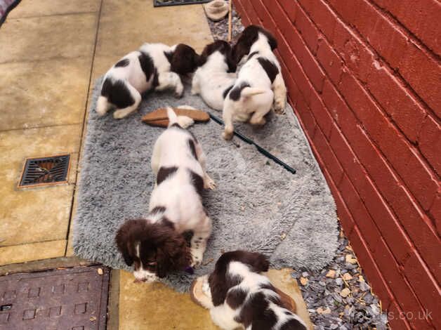 7 springer spaniel pups for sale in Glasgow, Glasgow City - Image 2