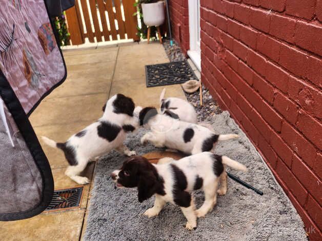 7 springer spaniel pups for sale in Glasgow, Glasgow City - Image 3