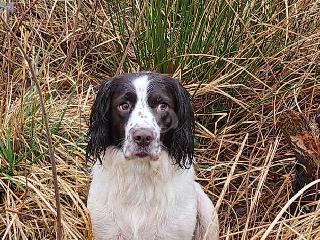 7 springer spaniel pups for sale in Glasgow, Glasgow City - Image 4